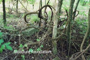 There are signs of the remains of brick steps for a dwelling.